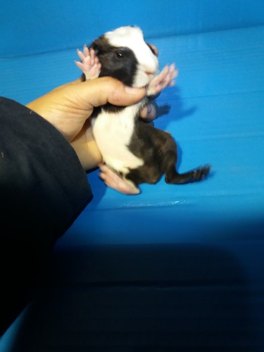 Galli Ink - cavia