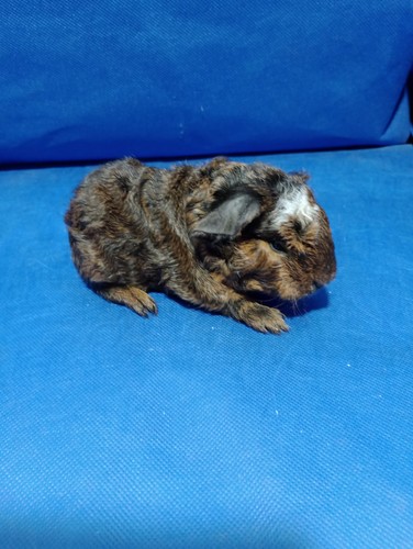 Chimenes Ink - cavia
