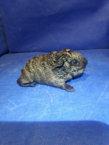 Verca Ink-cavia