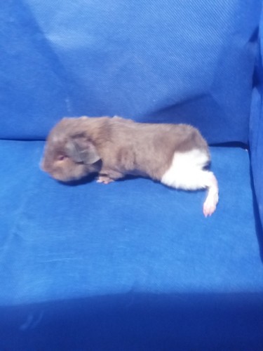 Roela Ink-cavia
