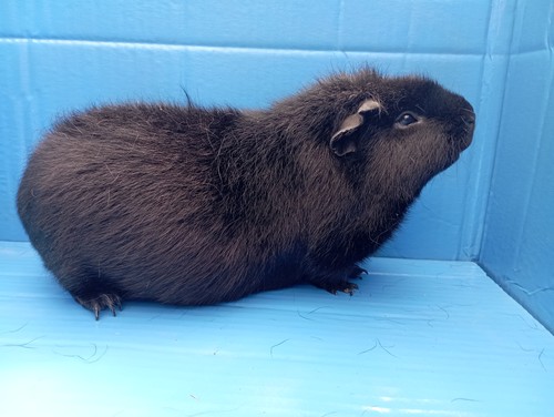 Barbucha Ink-cavia