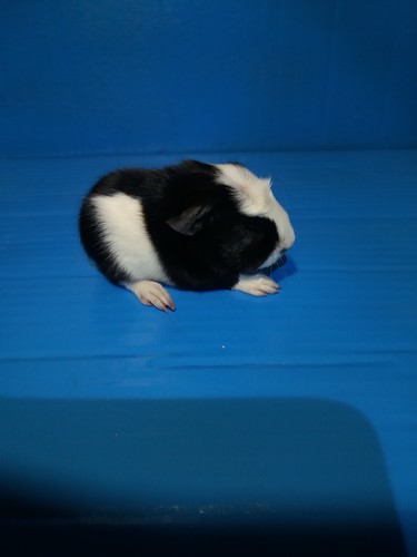 Galli Ink - cavia