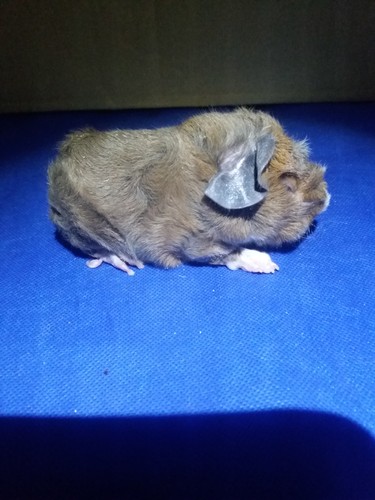 Roela Ink-cavia