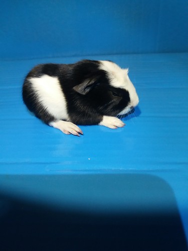Galli Ink - cavia
