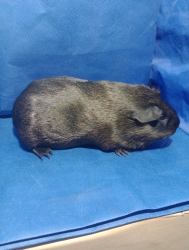 Mailin Ink-cavia