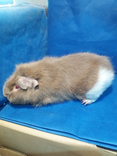 Roela Ink-cavia