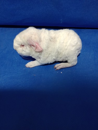 šimla homozygot