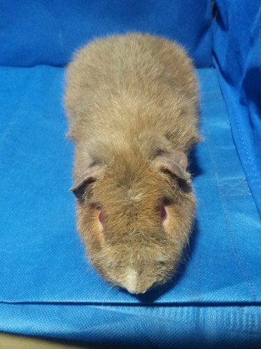 Roela Ink-cavia