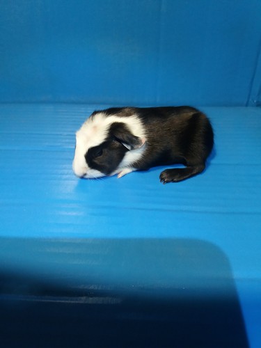 Galli Ink - cavia