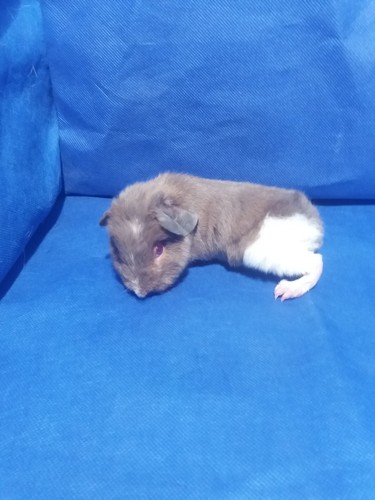 Roela Ink-cavia