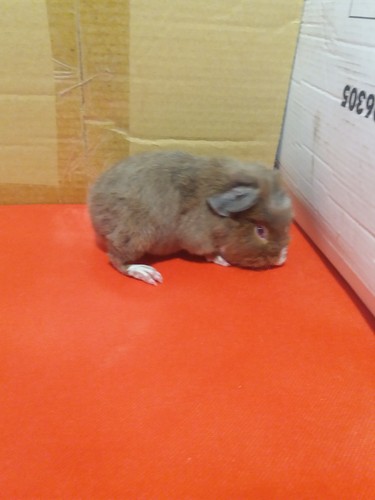 Roela Ink-cavia