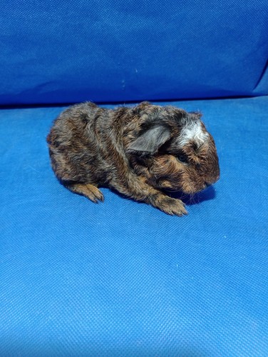Chimenes Ink - cavia