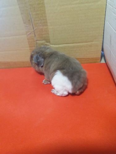 Roela Ink-cavia
