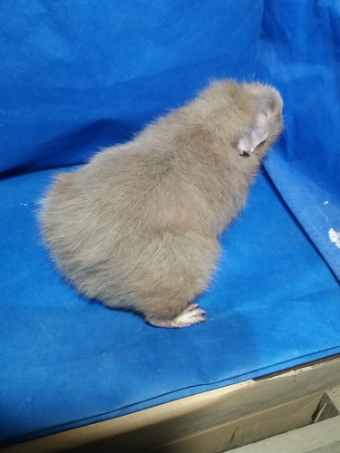 Roela Ink-cavia