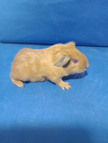 Osívka Ink-cavia