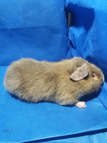 Roela Ink-cavia