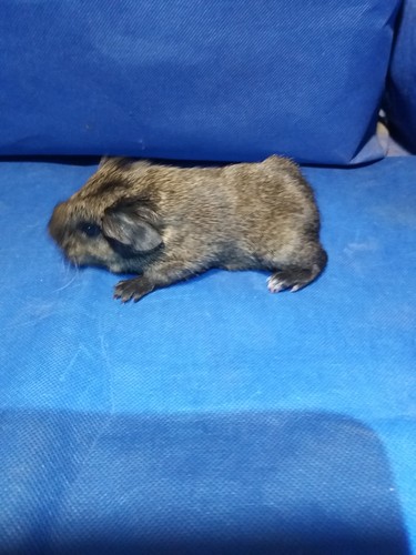 Zaira Ink-cavia