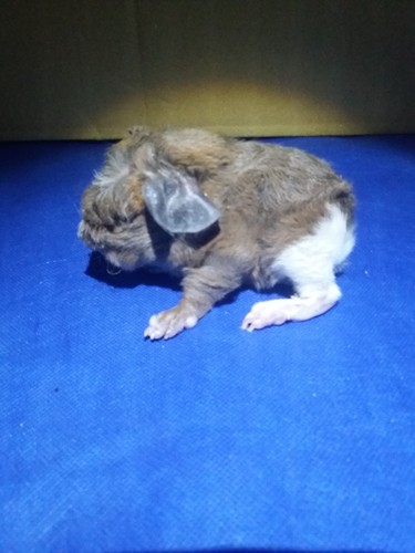 Roela Ink-cavia