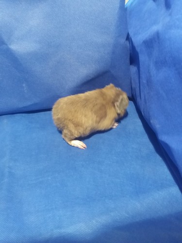 Roela Ink-cavia