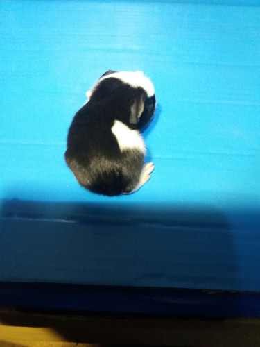 Galli Ink - cavia