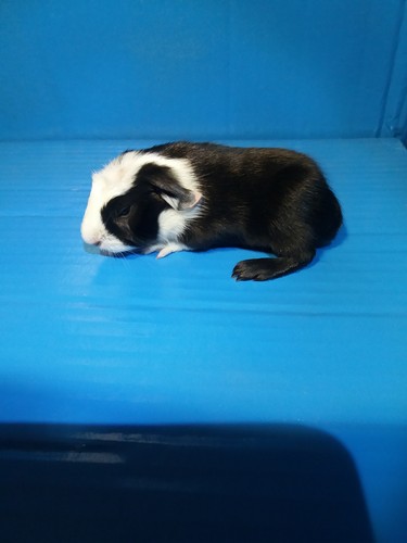 Galli Ink - cavia