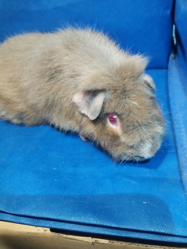 Roela Ink-cavia