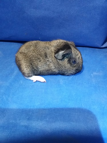 Zaira Ink-cavia