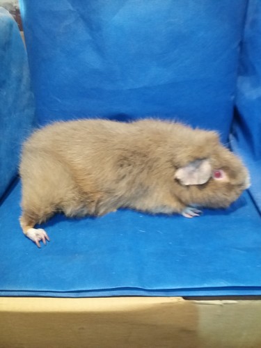 Roela Ink-cavia