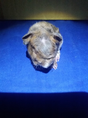 Roela Ink-cavia