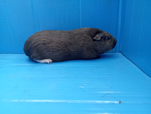 Zaira Ink-cavia