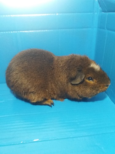 Chimenes Ink - cavia