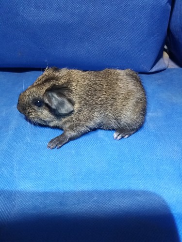 Zaira Ink-cavia