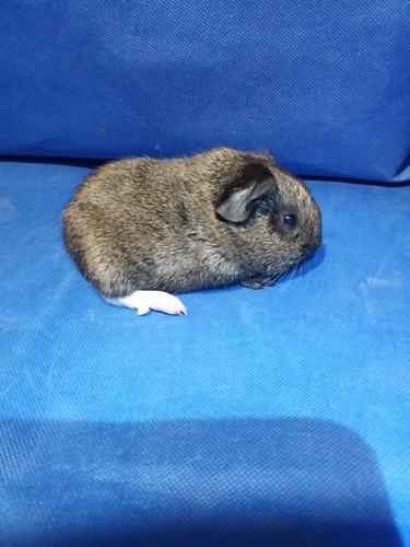 Zaira Ink-cavia