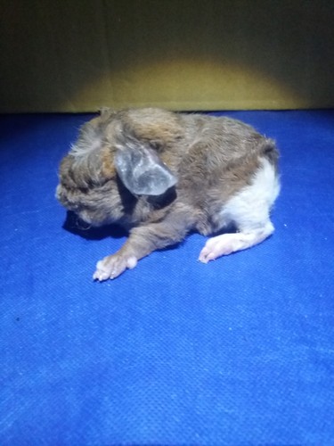 Roela Ink-cavia