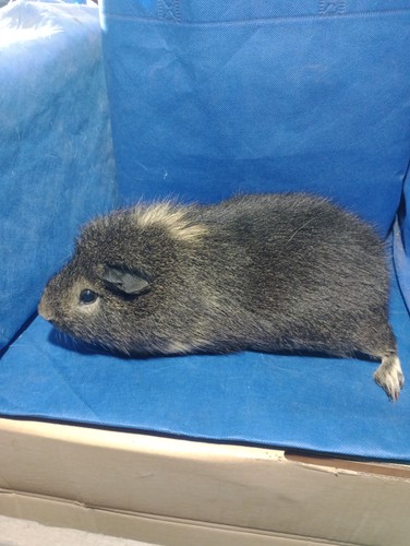 Salamandr Ink-cavia