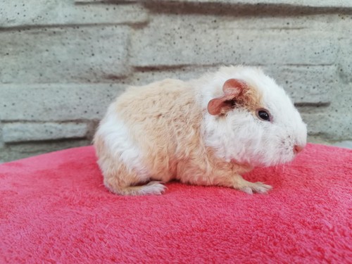 Harmony of Stracciatella