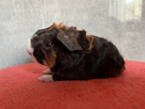 Quinetta  of Stracciatella