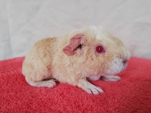 Brook of Stracciatella