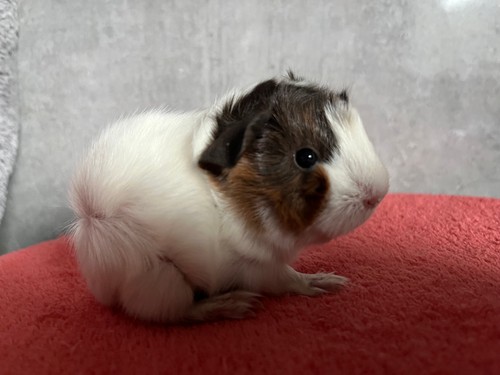 Melodie of Stracciatella