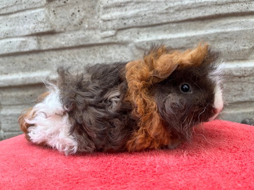 Quinetta  of Stracciatella