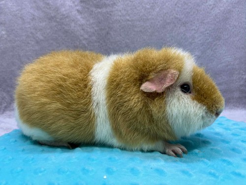 Champion of Stracciatella