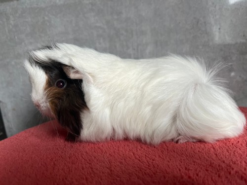 Melodie of Stracciatella