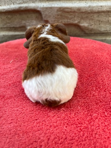Timmy of Stracciatella
