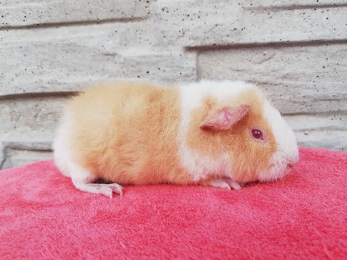 Xandy of Stracciatella