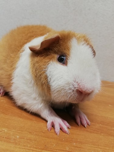 Nathaniel Rezekvítek