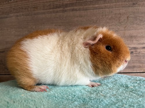 Lumpík Z Košutky