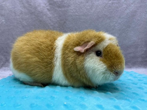 Champion of Stracciatella