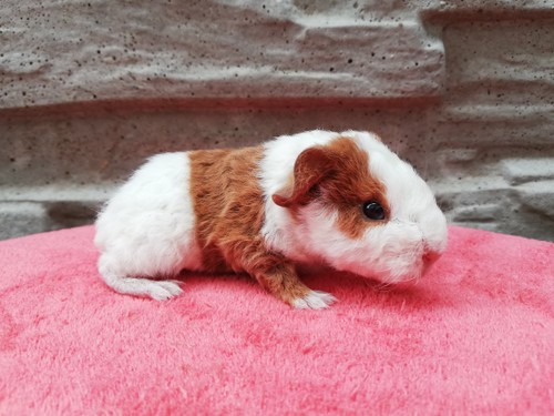 Ulika of Stracciatella