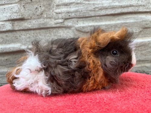 Quinetta  of Stracciatella