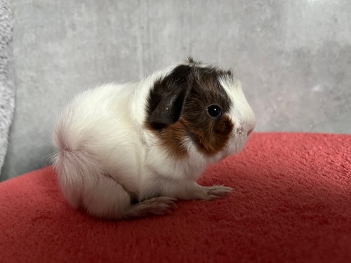 Melodie of Stracciatella